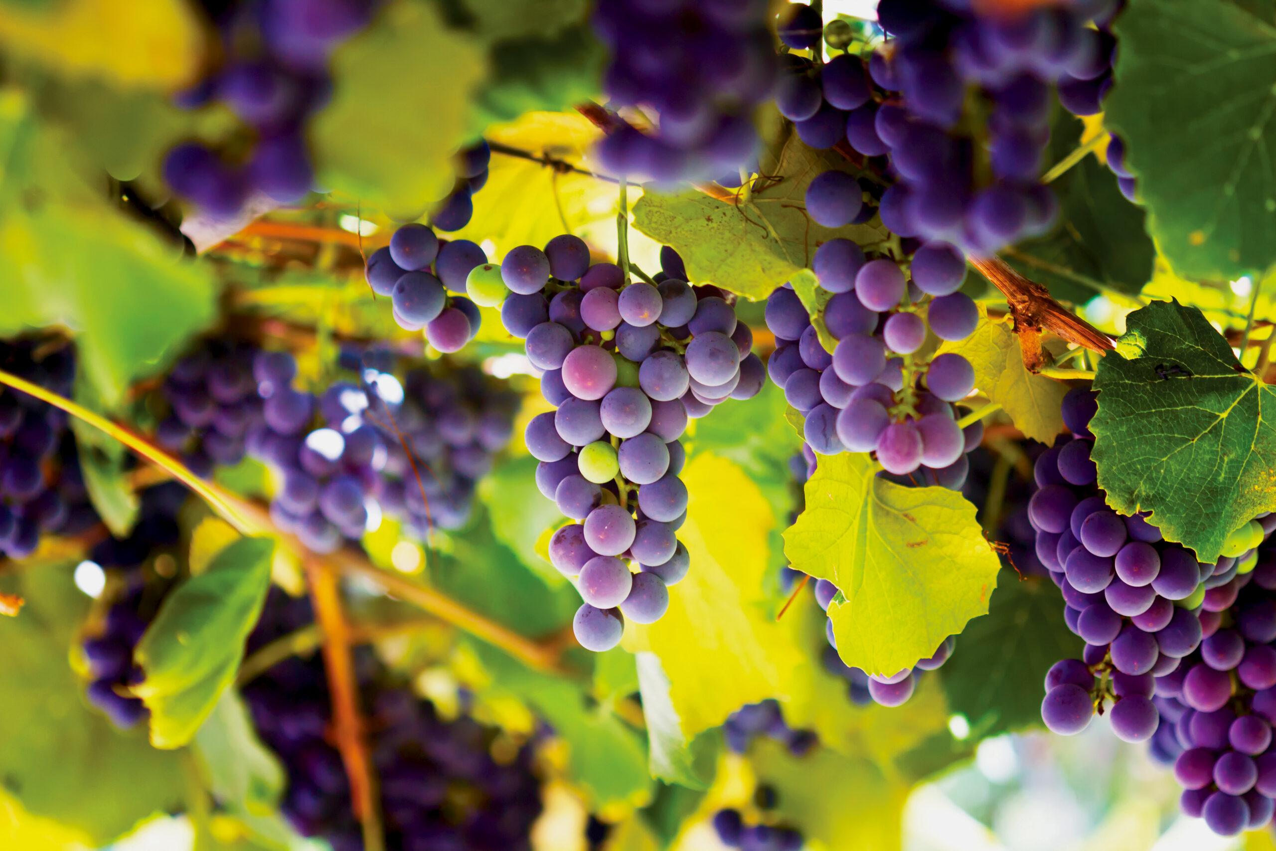 Red grapes in the vineyard.